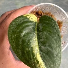スキンダプサス　ブラックドラゴン②　斑入り　観葉植物の画像