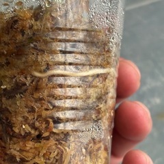 スキンダプサス　ブラックドラゴン②　斑入り　観葉植物の画像