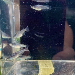 クラウドグレーダイヤの画像