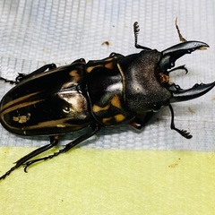 ⑤ゼブラノコギリクワガタ　♂単品の販売の画像