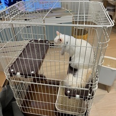 キャットゲージキャスター付き　(iina catroom ブラウン)の画像