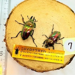 ⑦訳あり品　ニジイロクワガタペア　レッドピカールの画像