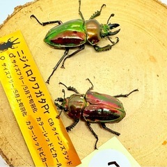 ⑦訳あり品　ニジイロクワガタペア　レッドピカールの画像