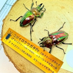 ⑦訳あり品　ニジイロクワガタペア　レッドピカールの画像
