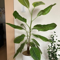 フィカス　アルテシマ　観葉植物の画像