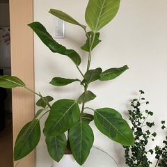 フィカス　アルテシマ　観葉植物の画像
