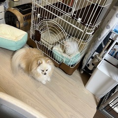 キャットゲージキャスター付き　(iina catroom ブラウン)の画像