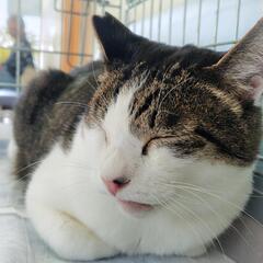 膝の上でごろニャンできる甘えんボーイ★たろ【たろ以外の里親さんも...