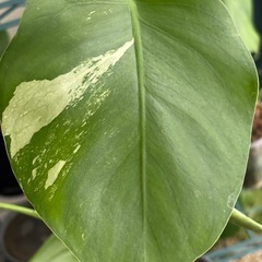 斑入りモンステラ　ボルシギアナ　ホワイトタイガー　観葉植物の画像