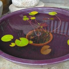 水鉢 インテリアの画像