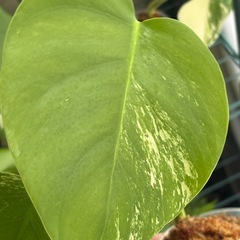 斑入りモンステラ　ボルシギアナ　ホワイトタイガー　観葉植物の画像