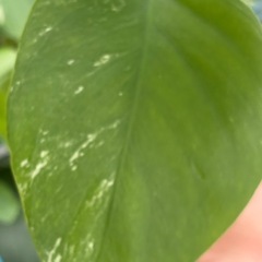 斑入りモンステラ　ボルシギアナ　ホワイトタイガー　観葉植物の画像