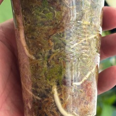 斑入りモンステラ　ボルシギアナ　ホワイトタイガー　観葉植物の画像