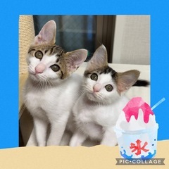 【8/9更新】初期医療済み☆子猫4匹(沖縄出身)