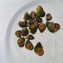 ヒメタニシの画像