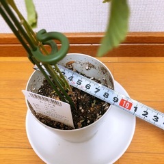 【無料】おじぎ草🌱の画像