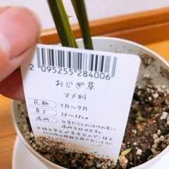【無料】おじぎ草🌱の画像