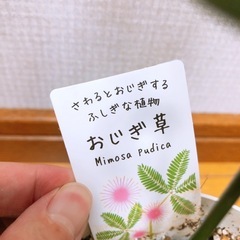 【無料】おじぎ草🌱の画像