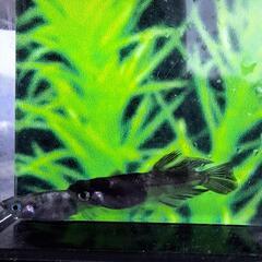 めだか　　壱虎の画像