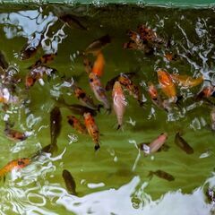 中国産江戸錦の自家繁殖個体5匹セットの画像