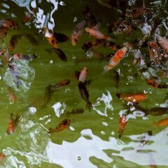 中国産江戸錦の自家繁殖個体5匹セットの画像