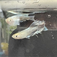 メダカ めだか『サバス』1ペアの画像