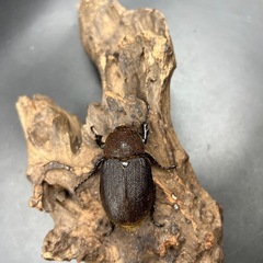 【レッドアイ】DHヘラクレス♀単55mm ※送料事前連絡にて変更可 ※直接受け渡しに変更可の画像