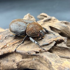 【レッドアイ】DHヘラクレス♀単55mm ※送料事前連絡にて変更可 ※直接受け渡しに変更可の画像