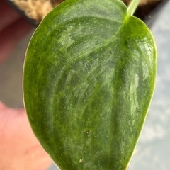 スキンダプサス　エメラルド　観葉植物の画像