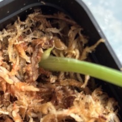 スキンダプサス　エメラルド　観葉植物の画像