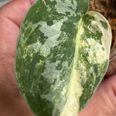 スキンダプサス　ホワイトクロコダイル　観葉植物の画像