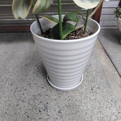ハートホヤの画像