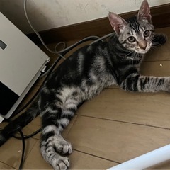 人懐っこい女の子ちゃんです❤️ − 大分県