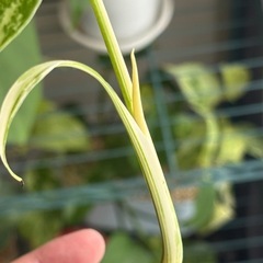 斑入りモンステラ　ボルシギアナ　ホワイトタイガー　ハーフムーン　観葉植物の画像