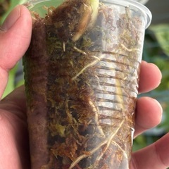 斑入りモンステラ　ボルシギアナ　ホワイトタイガー　ハーフムーン　観葉植物の画像
