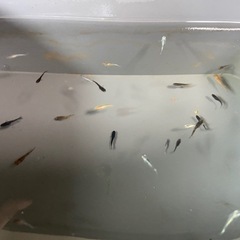 【お盆期間:サービス品⑦】高級品種の稚魚20匹セットの画像