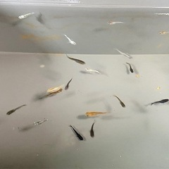 【お盆期間:サービス品⑦】高級品種の稚魚20匹セットの画像