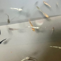【お盆期間:サービス品⑦】高級品種の稚魚20匹セットの画像