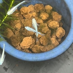 幹之メダカ成魚10匹✨の画像