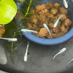幹之メダカ成魚10匹✨の画像