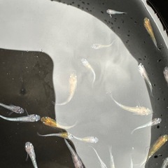 メダカ花魁ミックスの画像