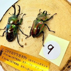 ⑨ニジイロクワガタペア　ブルーグリーン　ゴールドピカール　の画像