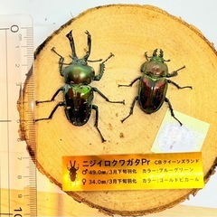⑨ニジイロクワガタペア　ブルーグリーン　ゴールドピカール　の画像