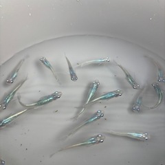 メダカ　しずく　10匹　②の画像