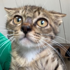 すこし臆病なキジトラ♀0歳 3ヶ月
