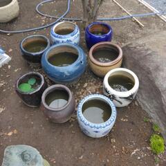 水鉢、メダカ、花睡蓮の画像