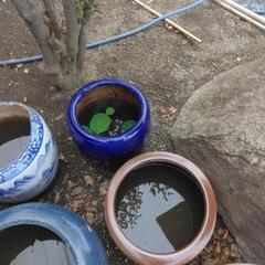 水鉢、メダカ、花睡蓮の画像