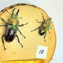 ⑩ニジイロクワガタ　ペア　青紋の画像