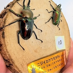 ⑩ニジイロクワガタ　ペア　青紋の画像