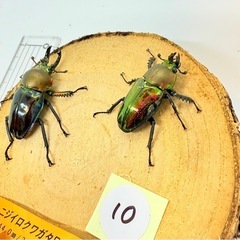 ⑩ニジイロクワガタ　ペア　青紋の画像